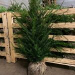 Taxus-baccata-rb-e1572528807610